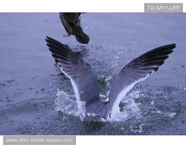 200蝶争锋 乌兰多水中飞翔